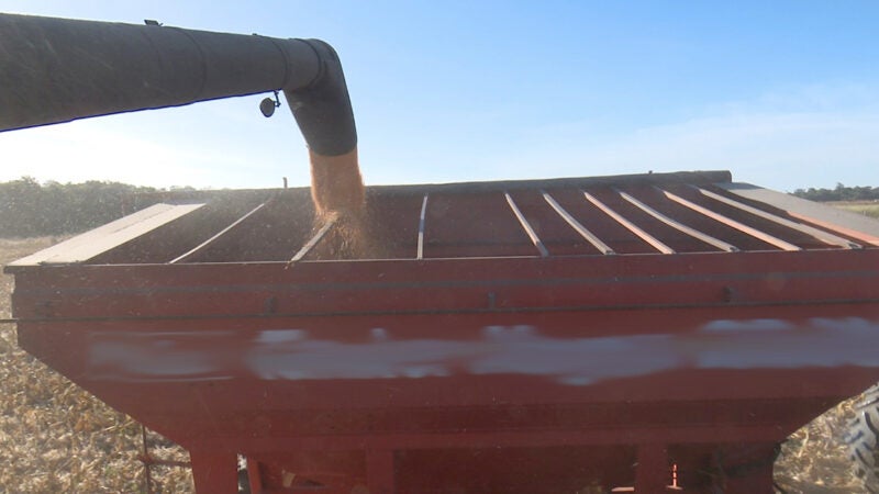 Venda do milho em Mato Grosso segue lenta e chega a 67% da produção estimada