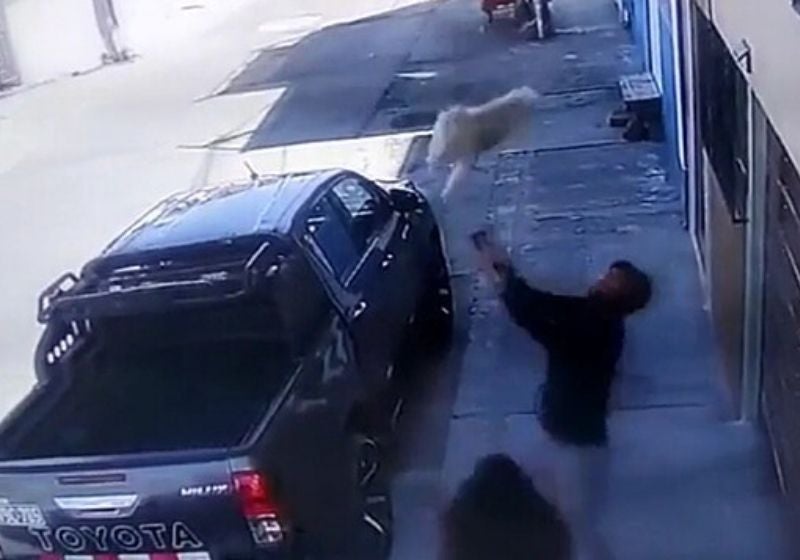 Jovem age rápido e salva cachorra que caiu do 4º andar. Assista!