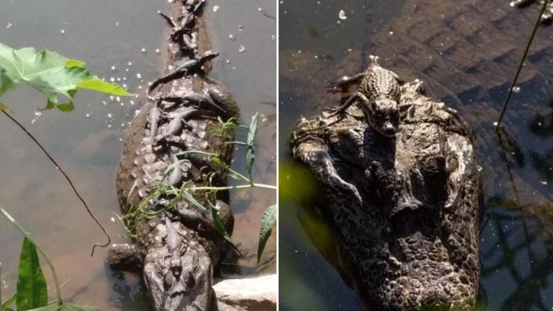 Mamãe jacaré toma sol com 11 filhotes sobre ela em BH