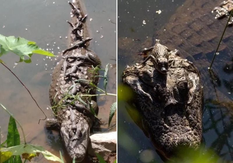 Registro fofo! Mamãe jacaré tomando sol com 11 filhotes em BH viraliza