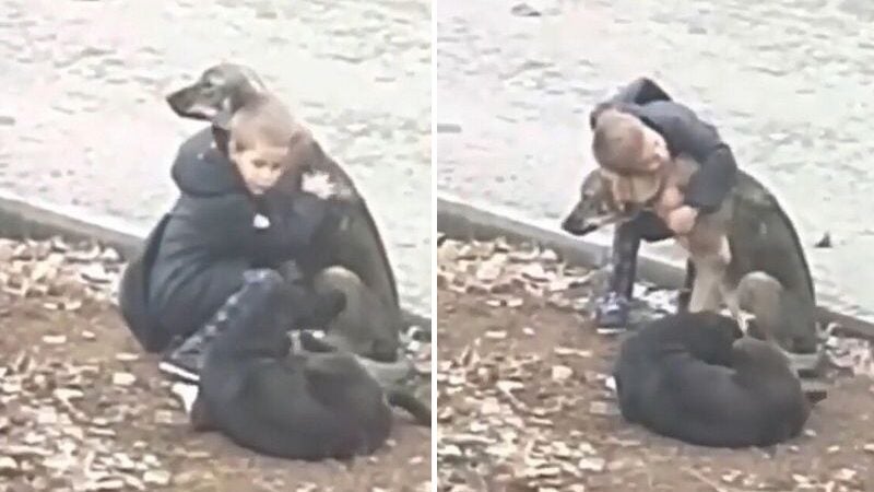 Fofura: Menino flagrado em vídeo abraçando cães sem dono comove