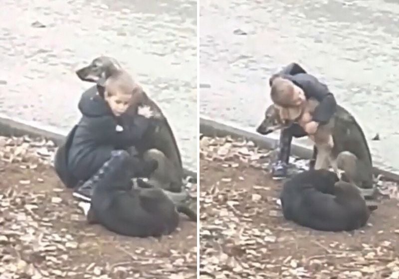 Fofura: Menino flagrado em vídeo abraçando cães sem dono comove