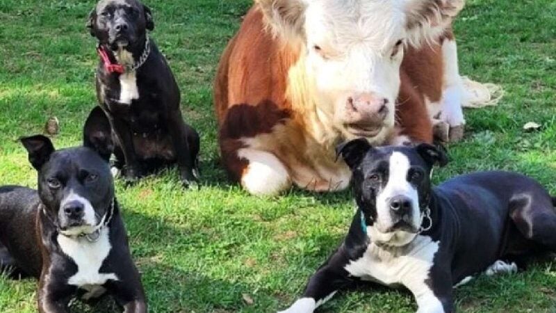 Cachorros adotam mini boi rejeitado pelo rebanho e viram uma família. VÍDEO