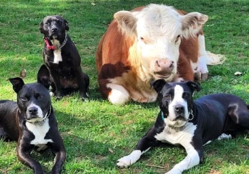 Cachorros adotam mini boi rejeitado pelo rebanho e viram uma família. VÍDEO