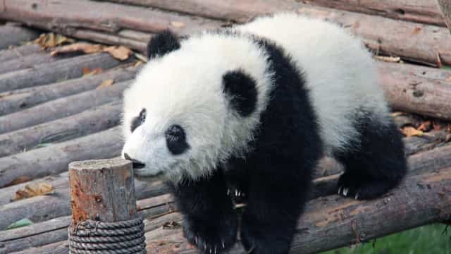 Ancestral do panda já tinha o falso polegar para segurar talos de bambu