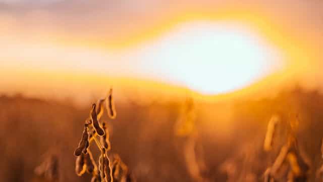 Estiagem põe em emergência 14 cidades do Pantanal em MS