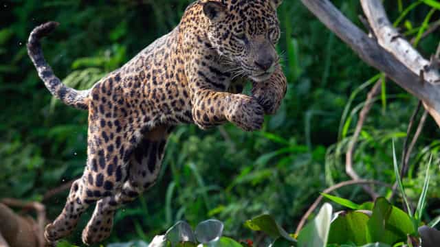 Menino de 10 anos é morto em ataque de animal e vizinhos caçam onça no PA