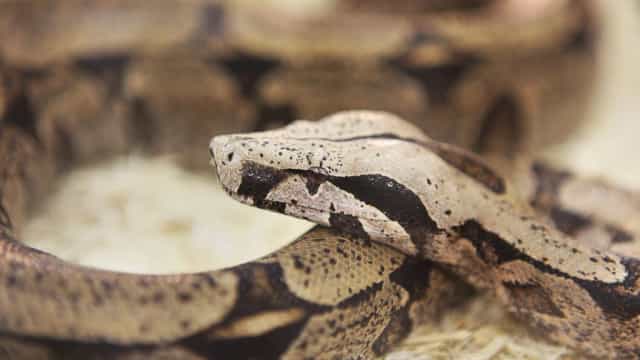 Homem estrangulado nos EUA por jiboia de estimação com mais de 5 metros