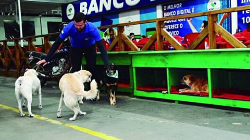 Funcionários de posto adotam 5 cães sem dono: “eles cuidam da gente”