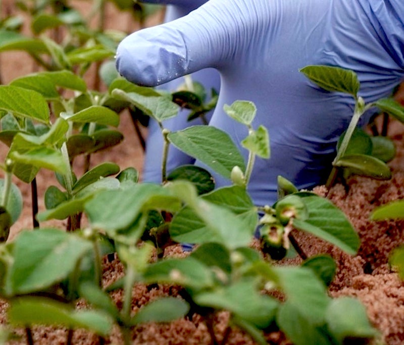 Laboratório da Fundação Rio Verde auxilia produtores a obter melhores resultados na semeadura e colheita