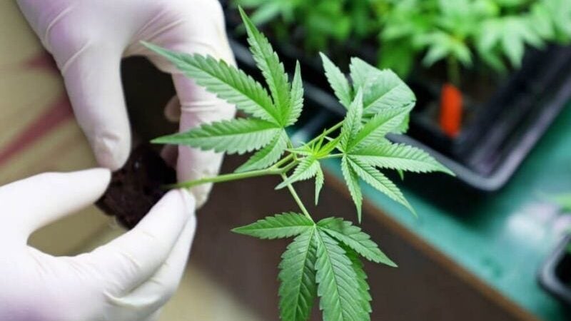 Inédito: STJ autoriza famílias a plantar maconha para fins medicinais