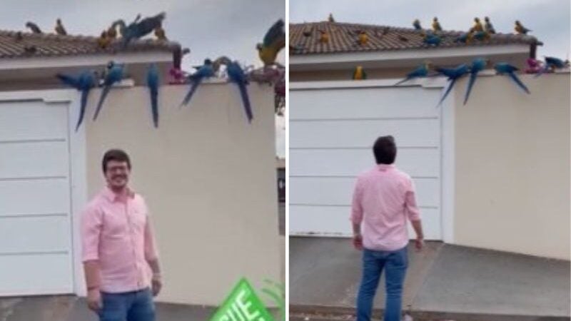 Casa vira ponto de encontro de araras e faz sucesso nas redes sociais