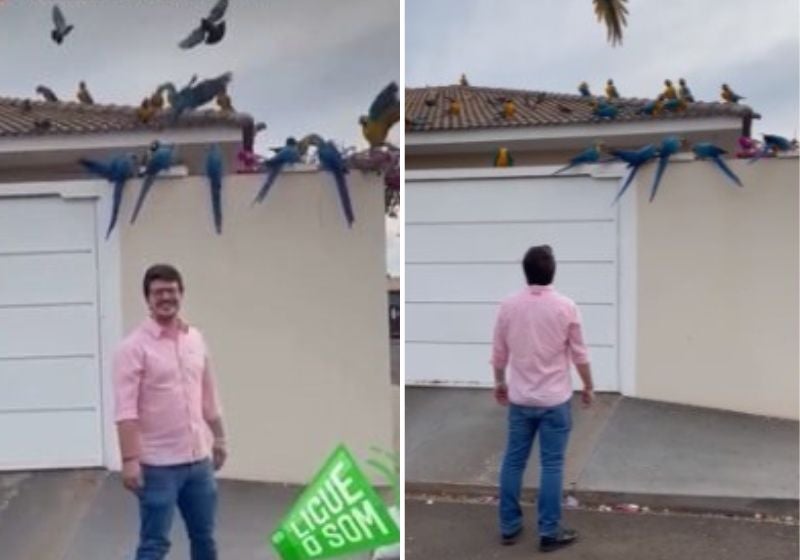 Casa vira ponto de encontro de araras e faz sucesso nas redes sociais
