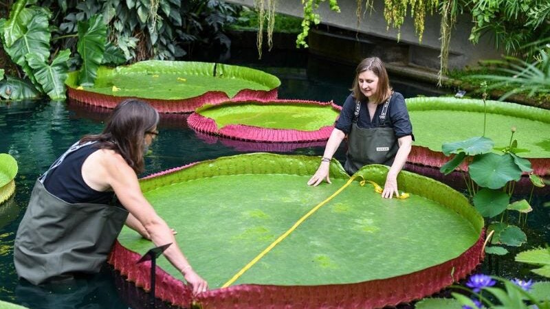 Cientistas encontram a maior vitória-régia do mundo. Veja as fotos