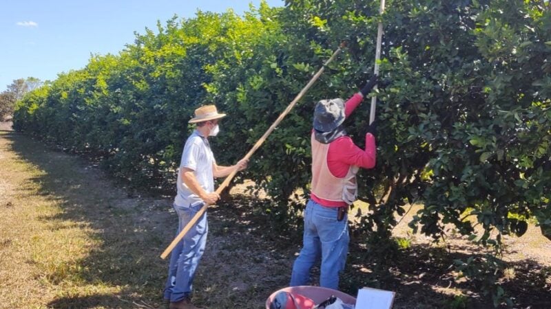 Pesquisa da Embrapa em Sorriso e Guarantã do Norte resulta em combate ao fungo na plantio de limões