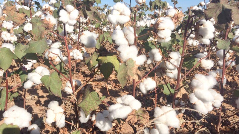 Preço do caroço de algodão em Mato Grosso e da tora tem queda