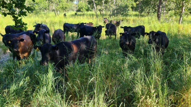 ABPO e Wetlands firmam acordo para promover indicação geográfica pantaneira