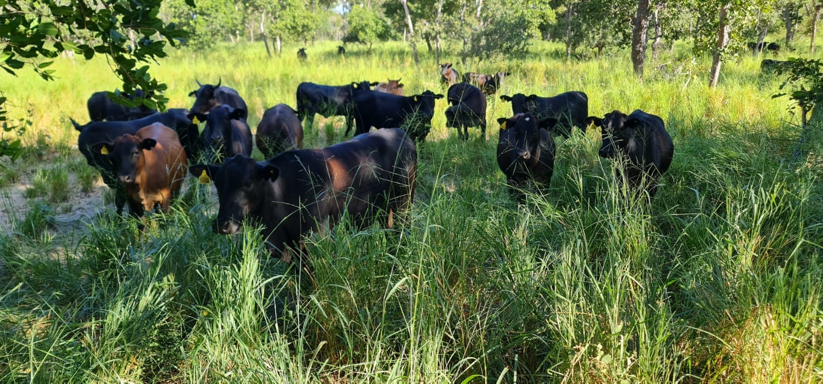 ABPO e Wetlands firmam acordo para promover indicação geográfica pantaneira