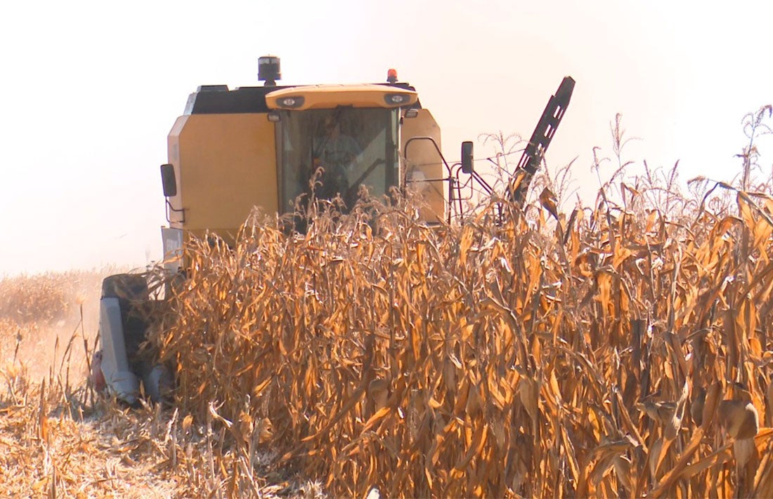 Concluída colheita de milho em Mato Grosso e produtividade é de 80 sacas/hectare