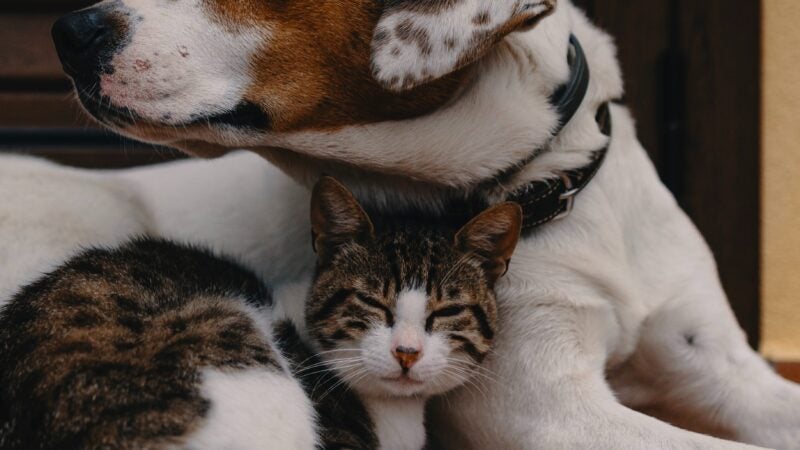 Resistência bacteriana em pets: motivo crescente de preocupação