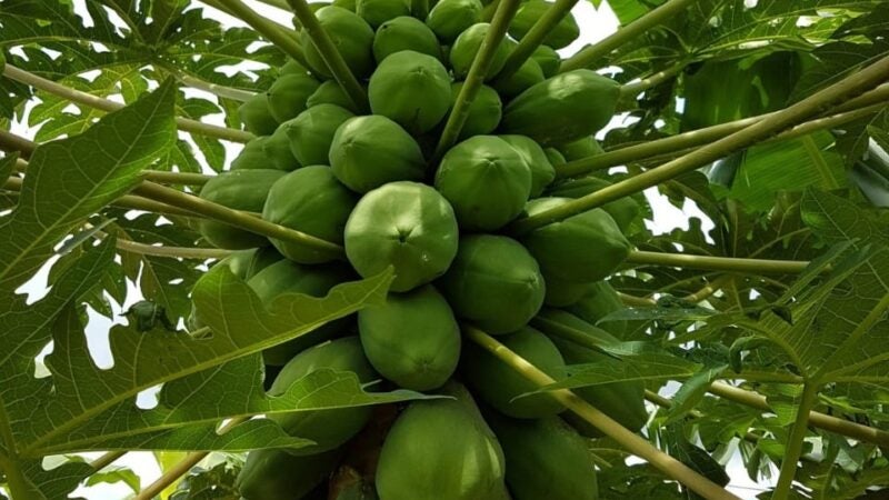 Empaer reforçará assistência para pequenos produtores em Lucas do Rio Verde