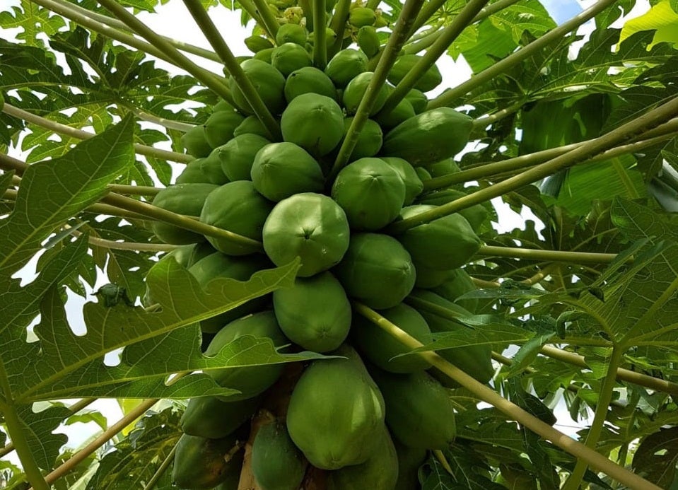 Empaer reforçará assistência para pequenos produtores em Lucas do Rio Verde