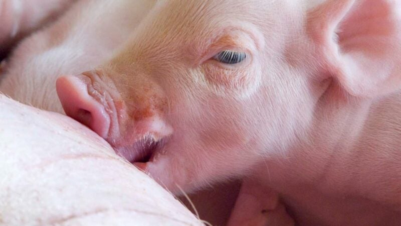 Raças puras aceleram o crescimento da suinocultura moderna
