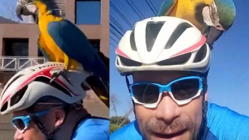 Arara pega carona em capacete de ciclista e vídeo viraliza