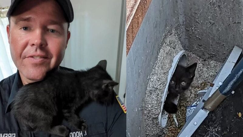 Bombeiro se apaixona e adota filhote de gato que resgatou do bueiro