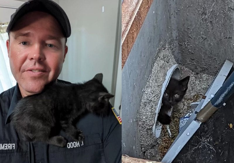 Bombeiro se apaixona e adota filhote de gato que resgatou do bueiro