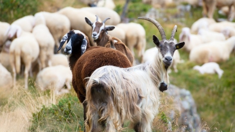 Cabras e ovelhas evitam incêndios no campo na onda de calor na Europa