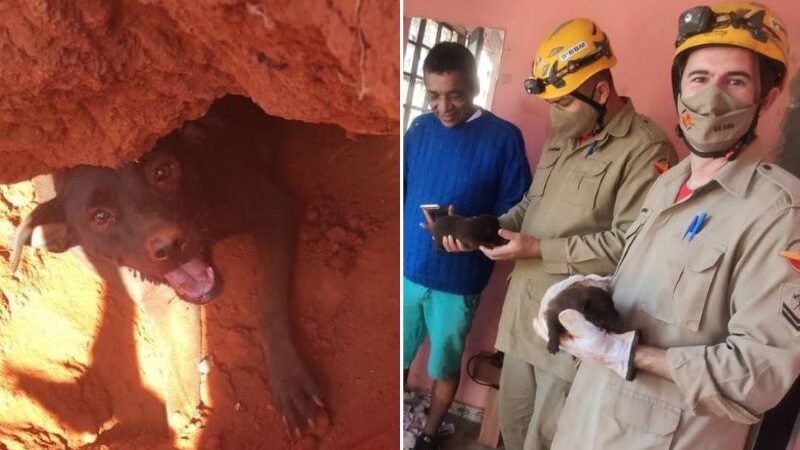 Cadela sorri após bombeiros salvarem filhotes de soterramento. VÍDEO