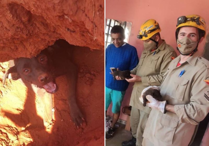 Cadela sorri após bombeiros salvarem filhotes de soterramento. VÍDEO