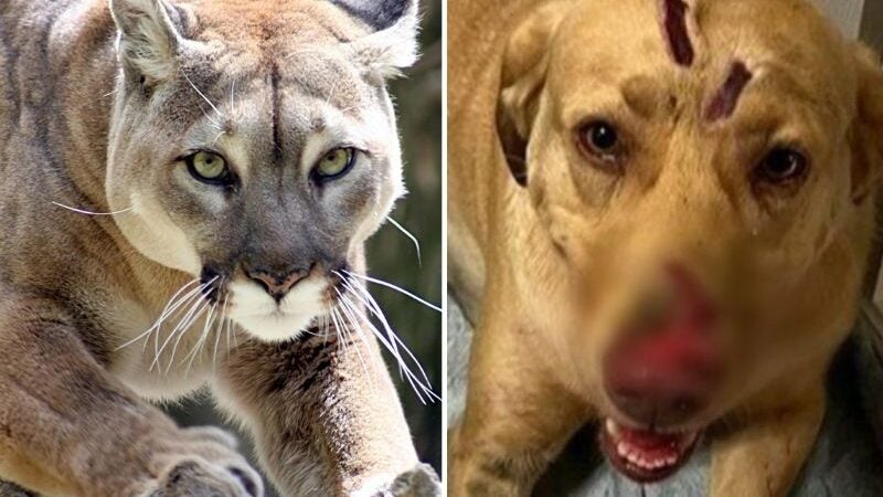 Cadela enfrenta onça, leva 30 mordidas e salva família: “É a nossa heroína”