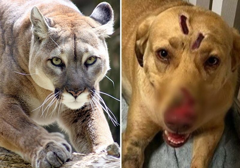 Cadela enfrenta onça, leva 30 mordidas e salva família: “É a nossa heroína”
