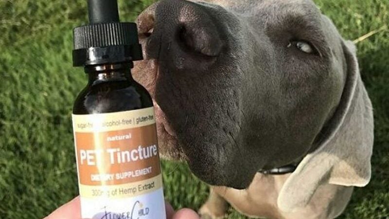 Tutores usam cannabis para tratar pets doentes com autorização da justiça