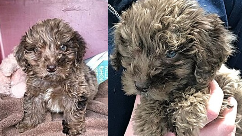 Filhote abandonado em mochila para morrer no mato é resgatado e adotado