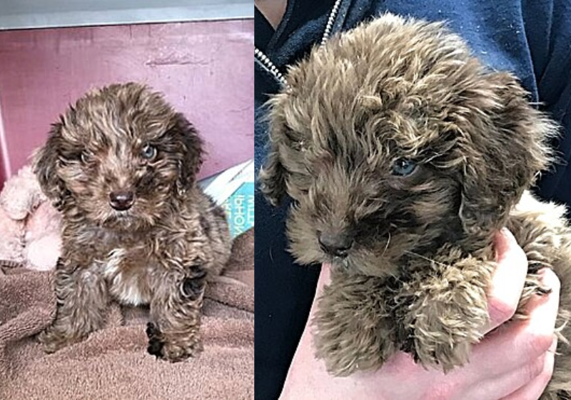 Filhote abandonado em mochila para morrer no mato é resgatado e adotado