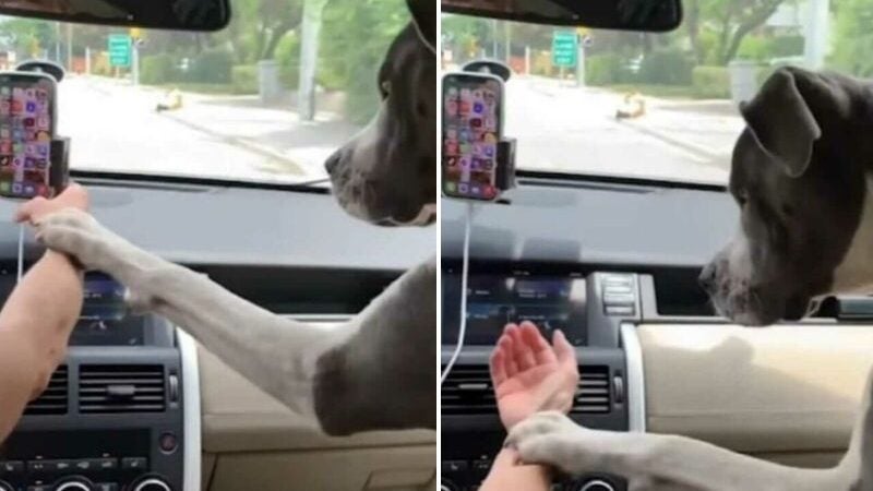 Cão impede tutora de usar celular enquanto dirige e fica bravo! VÍDEO