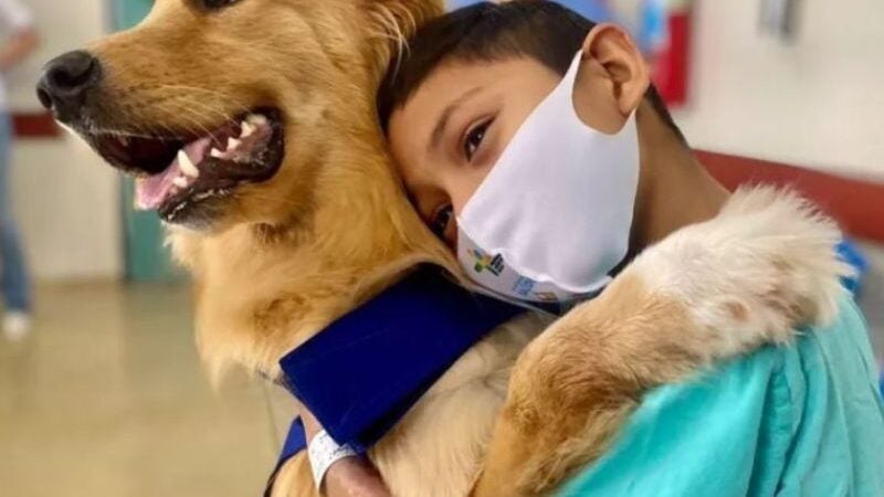 Alecrim, o cão que espanta medo e depressão de crianças internadas