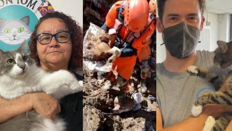 Dia do Gato: histórias emocionantes de adoção, amor e carinho transformam vidas