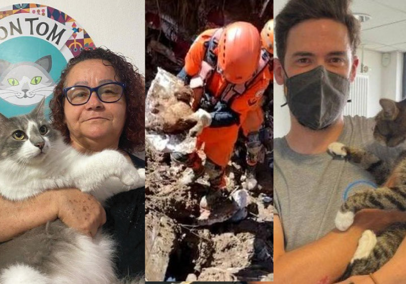 Dia do Gato: histórias emocionantes de adoção, amor e carinho transformam vidas