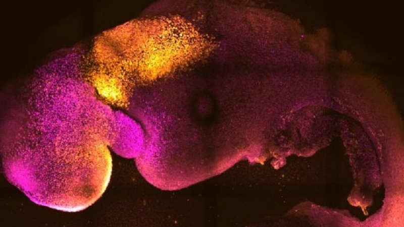 Cientistas criam embrião sintético com cérebro e coração funcionando