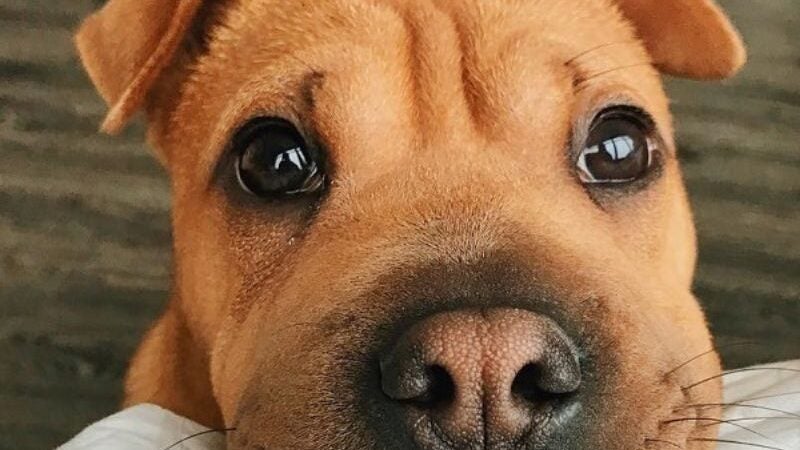 Lágrimas de felicidade: estudo mostra porque cães choram ao reencontrar os donos