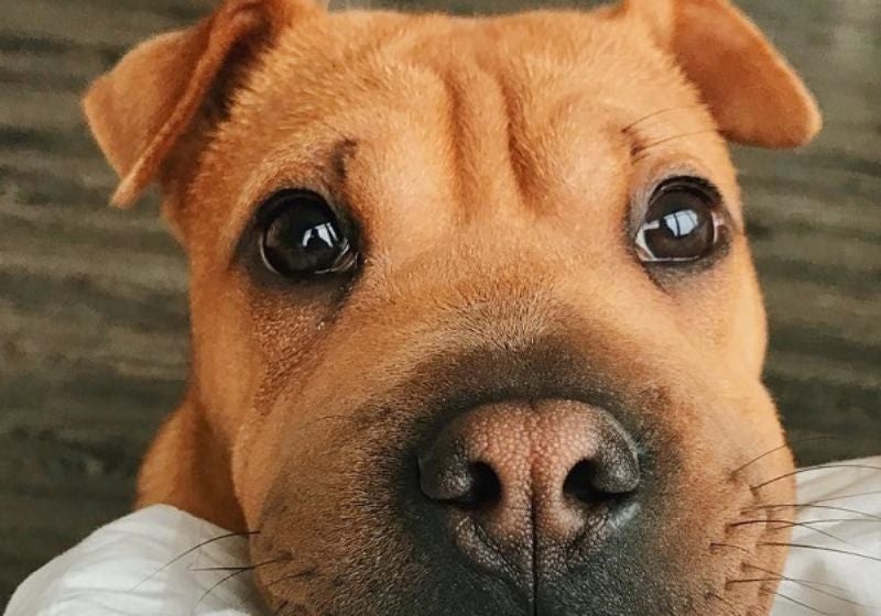 Lágrimas de felicidade: estudo mostra porque cães choram ao reencontrar os donos