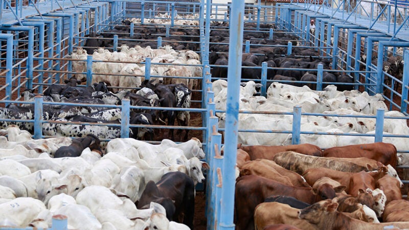 Valor da Produção Agropecuária de Mato Grosso cresce 7,6% e Estado se mantém líder