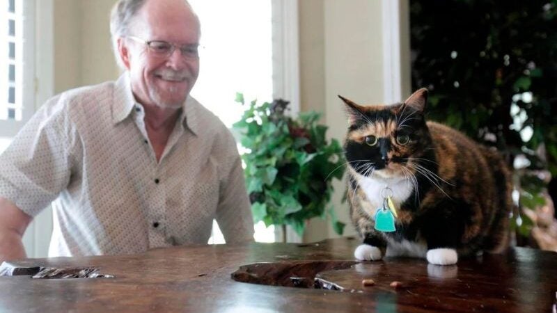 Gato de guarda: gatinha ‘Bandida’ salva dono idoso de assalto em casa