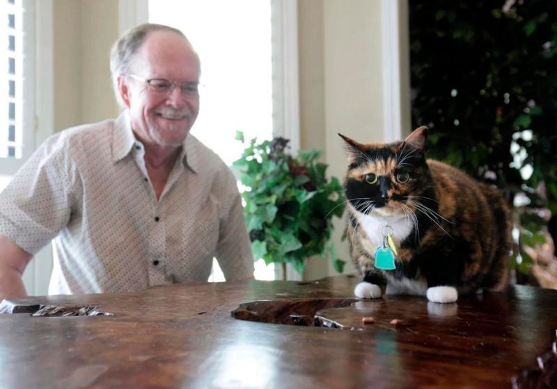 Gato de guarda: gatinha ‘Bandida’ salva dono idoso de assalto em casa