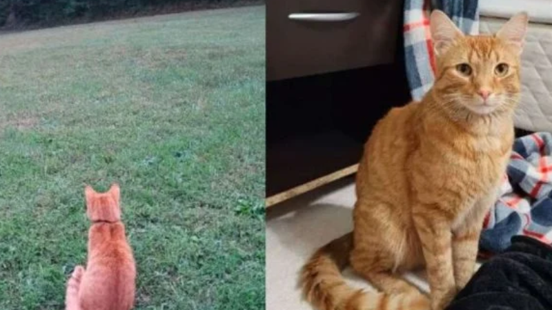 Gatinho percorre mais de 60 km para reencontrar família perdida em outra cidade