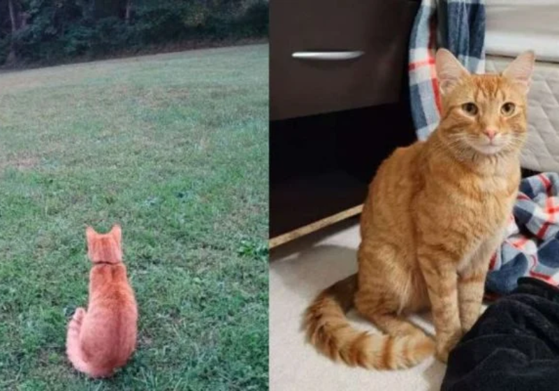 Gatinho percorre mais de 60 km para reencontrar família perdida em outra cidade